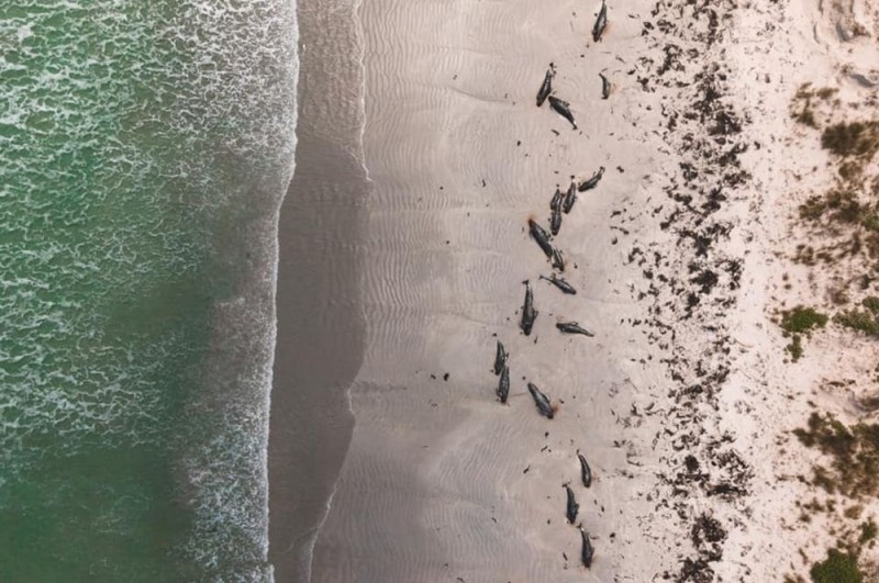 Массовая гибель дельфинов в новой Зеландии. 1000 Китов выбросились на берег у архипелага Чатем в новой Зеландии. В новой Зеландии дельфины выбросились на берег. У берегов Австралии сотни гринд выбросились. Таинственный певец на берег выброшен грозою